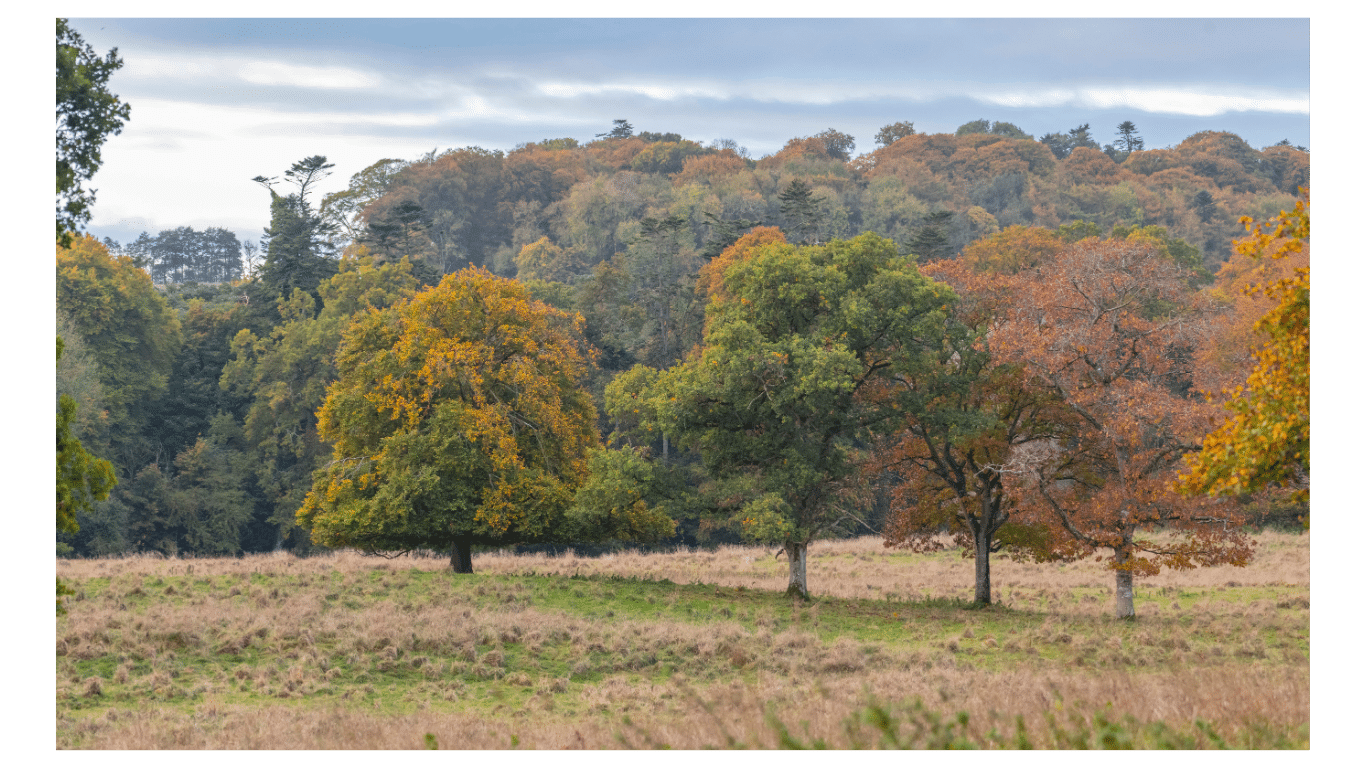 trees in the centre of a grass meadow in autumn